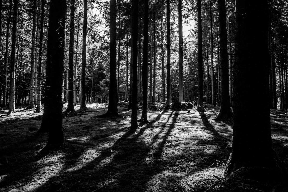 Sunlight filtering through a dense forest canopy, casting long shadows across the trees.